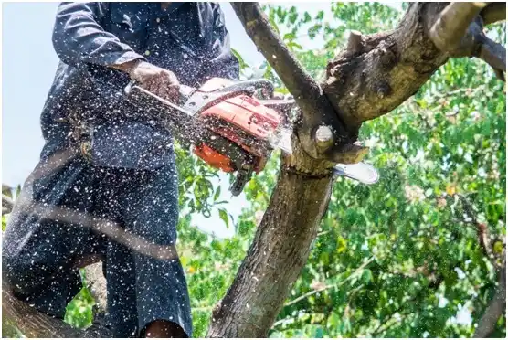 tree services Flying Hills